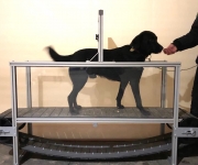 Pesopark nově nabízí unikátní treadmill pro zabavení vašich psů