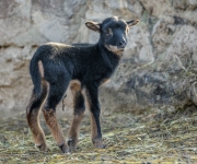 Prvními mláďaty roku jsou v Zoo Praha ovce kamerunská a želva tuniská