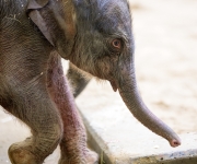 v zoo praha přišla na svět sloní slečna