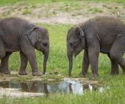 Sloní samičky v Zoo Praha už mají jména