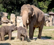 Sloní samičky byly poprvé v přímém kontaktu s otcem