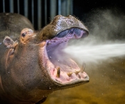 Hroši v Zoo Praha se připravují na otevření pavilonu, čištění zubů milují 