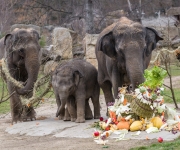 Sloní princezna Lakuna oslavila první narozeniny