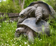 Hlasité námluvy velkých želv v Zoo Praha