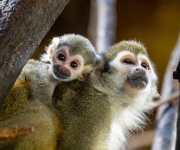 Do skupiny kotulů v Zoo Praha přibyla dvě mláďata