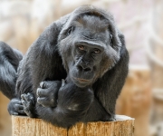 Gorilí samice Kamba oslaví 50. narozeniny