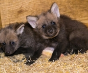 V Zoo Praha se narodila dlouhonohá vlčata