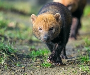 V Zoo Praha se zabydluje nová samice psa pralesního