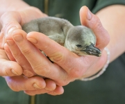 Pražské hejno tučňáků má nového člena