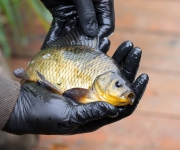 Zoo Praha vypustila kriticky ohrožené karasy obecné v pražské Michli