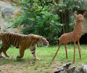 Tygr sumaterský Achilles je nově k vidění v Zoo Praha