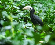 Zoo Praha odchovala jako první zoo v Česku zoborožce běloocasého