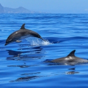 Do moří se v radosti vracejí delfíni ... 
